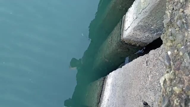 В конце декабря перешли на мелкую сторону пристани в Поти и наловили бычков