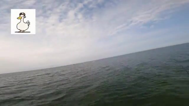Треска и сарган в Филинской бухте