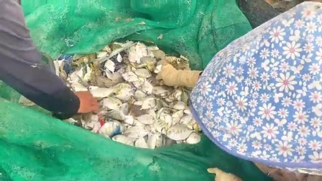 Утренний невод в Ниньчу с кальмаром и разбором мелочи