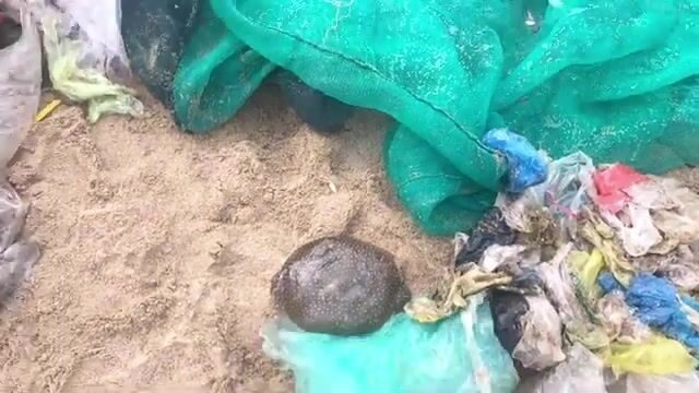 Утренний невод в Ниньчу с кальмаром и разбором мелочи