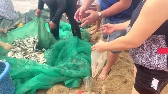 Утренний невод в Ниньчу с кальмаром и разбором мелочи