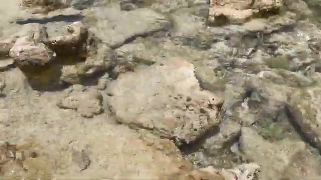 Микрофишинг на Кюрасао за эндемичной моллинезией и карпозубиком
