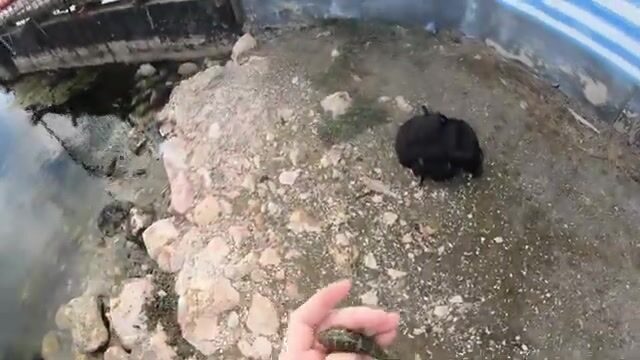 Микрофишинг на Кюрасао за эндемичной моллинезией и карпозубиком