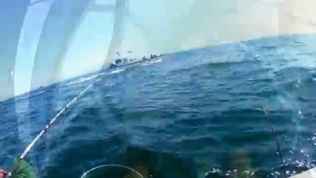 Камбала у мыса Вятлина на острове Русском