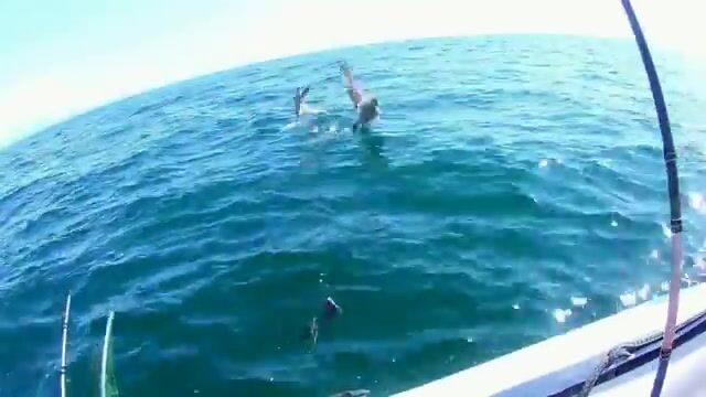 Камбала у мыса Вятлина на острове Русском