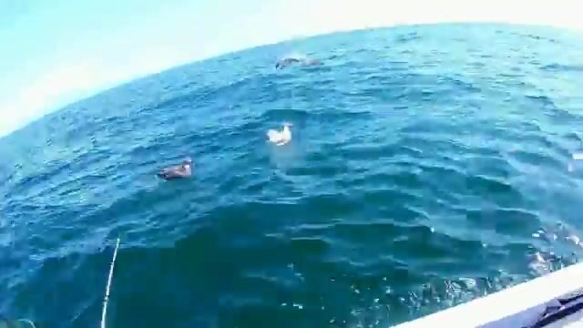 Камбала у мыса Вятлина на острове Русском