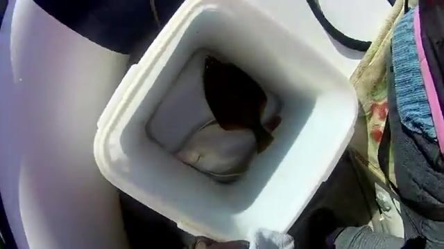 Камбала у мыса Вятлина на острове Русском