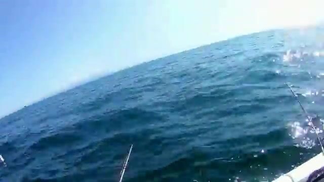 Камбала у мыса Вятлина на острове Русском