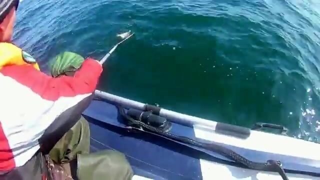Камбала у мыса Вятлина на острове Русском
