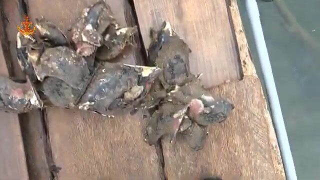 На берегу в Антхой смотрели свежий улов и ловушку на рыбью голову
