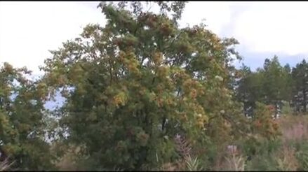 Троллинг на Онежском озере у Петрозаводска