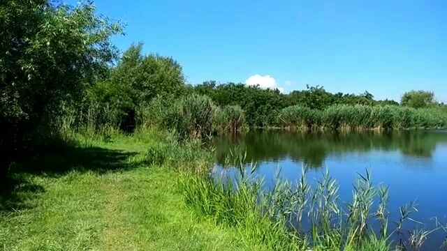 На старом русле реки в Сербии ловили сомиков и одного сазана
