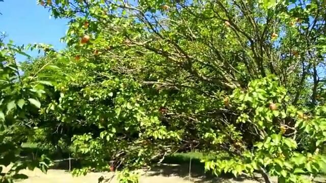 На старом русле реки в Сербии ловили сомиков и одного сазана