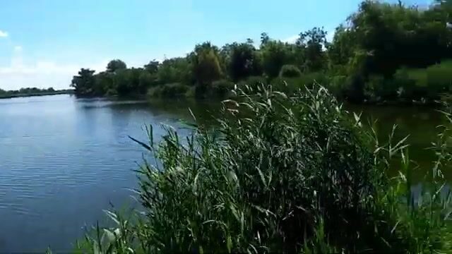 На старом русле реки в Сербии ловили сомиков и одного сазана