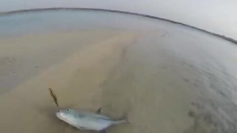 Береговая ловля в кораллах Красного моря в Судане