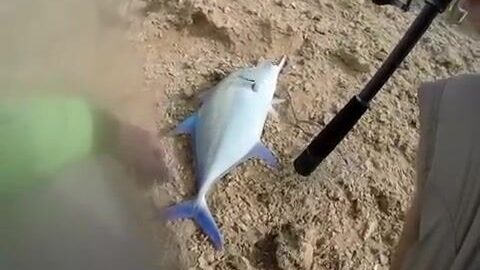 Береговая ловля в кораллах Красного моря в Судане