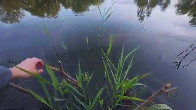 Речной конь в Сербии погнул тройник, но к ночи мы вытащили двух жерехов
