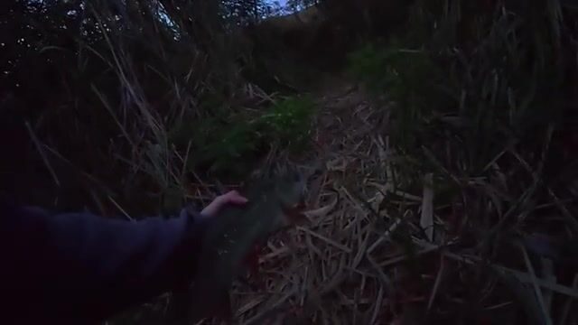 Речной конь в Сербии погнул тройник, но к ночи мы вытащили двух жерехов
