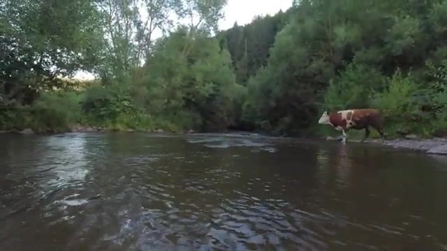Второй день нахлыста в Трансильвании начали с мелких мушек