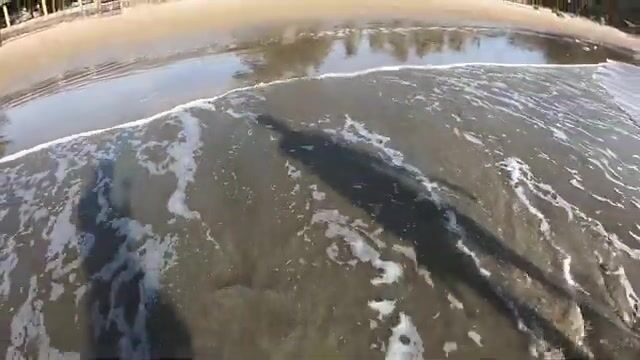 На отмели в Вунгтау искали норки и достали раков-богомолов