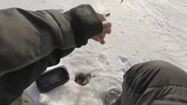 Зимний сиг на мушку на Онежском озере