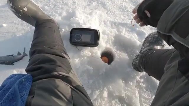 Зимний сиг на мушку на Онежском озере