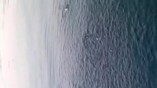 Семь мелануров поймали в Ялыкаваке вместе с Умитом и Альпером