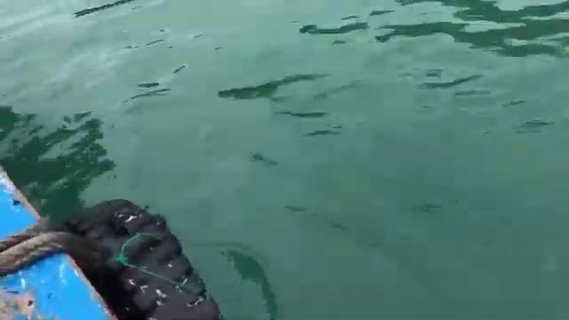 Рыбалка у Хонхо в Куинёне - ловля с лодки и общий обед