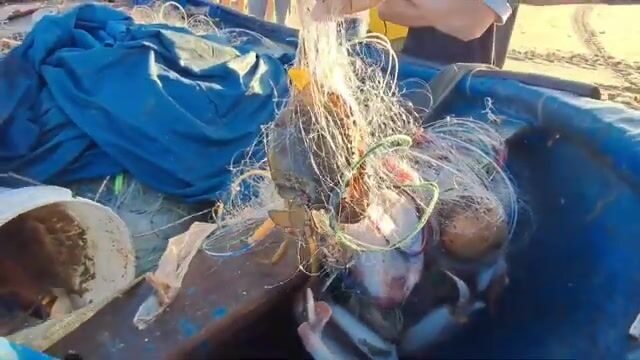 Улов крабов у рыбака Хиепа на пляже в Хотраме