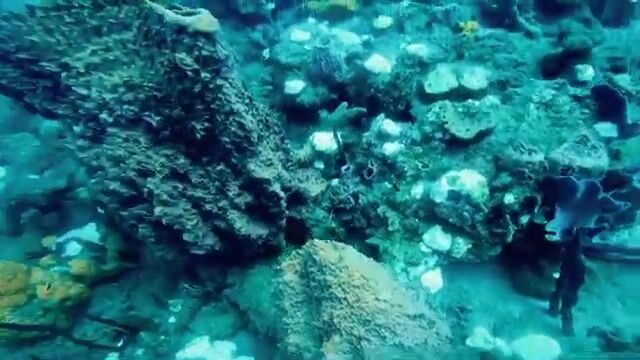 Крупные крылатки с Кевином и капитаном Биллом, сходы и дуплет в Доминике