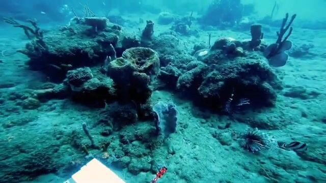 Крупные крылатки с Кевином и капитаном Биллом, сходы и дуплет в Доминике