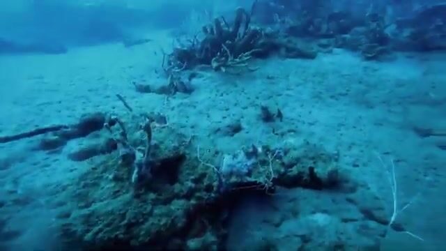 Крупные крылатки с Кевином и капитаном Биллом, сходы и дуплет в Доминике