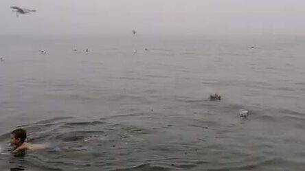 Туман на мысе Вятлина и подводная охота на лобана