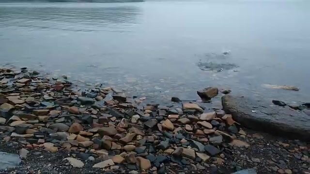 Ночной приезд на Русский остров и утренняя камбала с минтаем