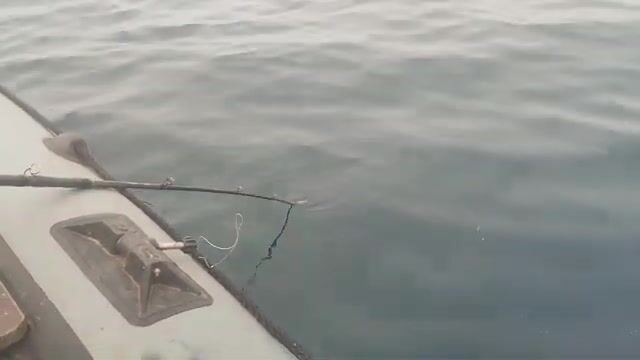 Ночной приезд на Русский остров и утренняя камбала с минтаем