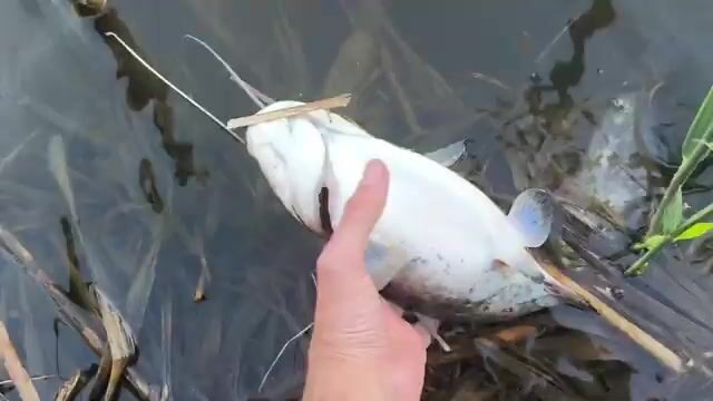 Первый выход со спиннингом в Сербии: жерех и два сомика отпущены