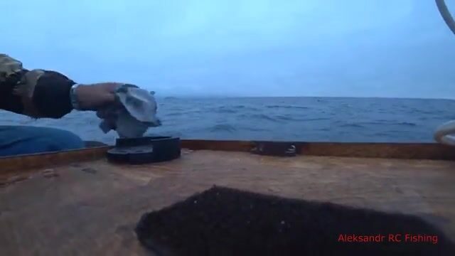 Ночная ловля кальмара с лодки у Русского острова
