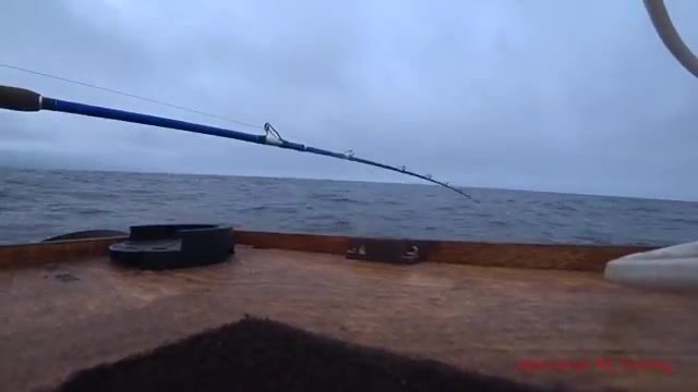 Ночная ловля кальмара с лодки у Русского острова
