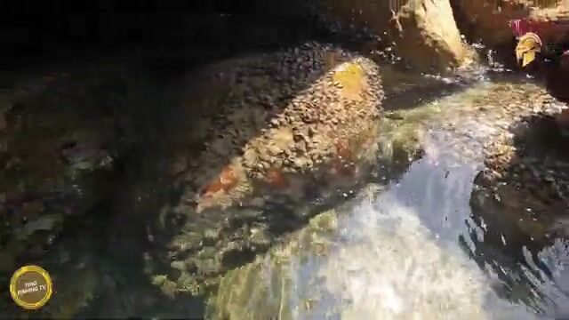 В Ниньтхуане шли через перевал и добыли морского угря на запах ставриды