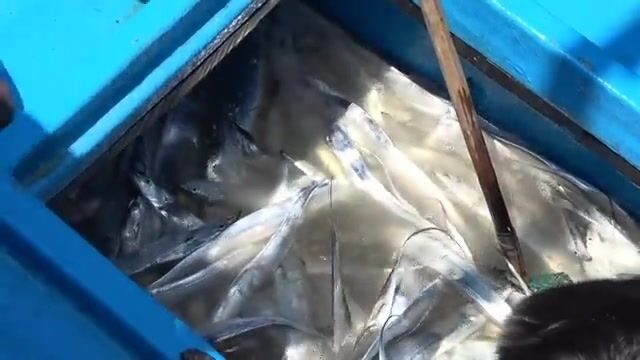 Рыбу-саблю сортировали и грузили в порту Ниньчу