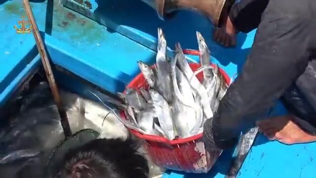 Рыбу-саблю сортировали и грузили в порту Ниньчу