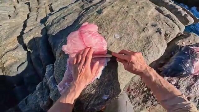 С уступа на южном побережье Австралии достали синего губана