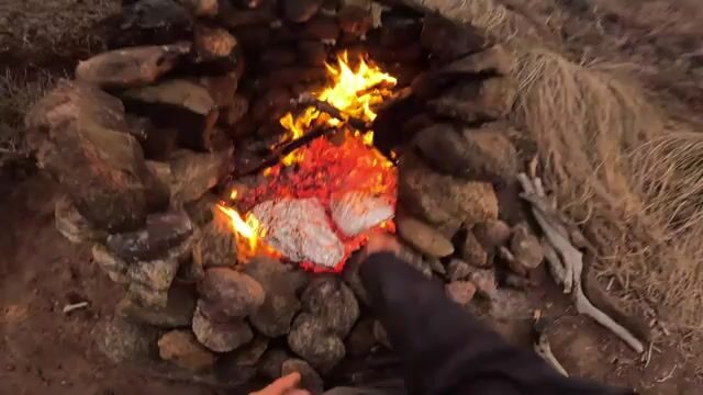 С уступа на южном побережье Австралии достали синего губана