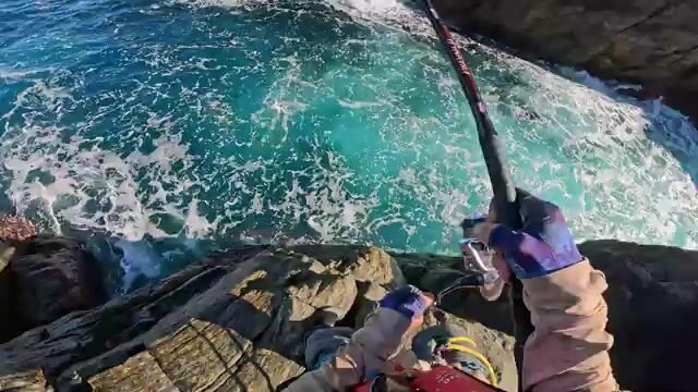 С уступа на южном побережье Австралии достали синего губана
