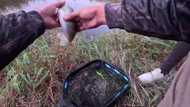 На канале Шио мы разловились маленьким судаком и поймали первого голавля
