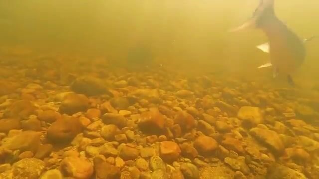 На Биг-Ривере в Лабрадоре лосось брал после смены мушки