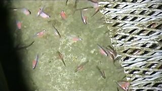 Невельск, Сахалин: рыбоводство и выбор морской рыбалки