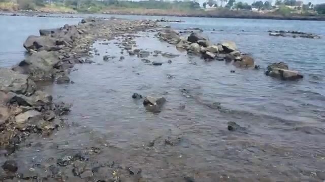 Три каранкса на скалах у Баты, пока прилив не поднялся