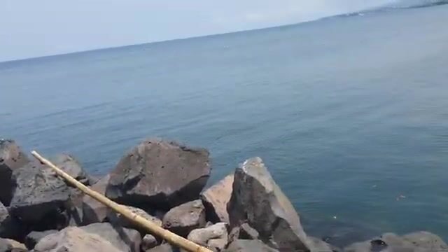 Три каранкса на скалах у Баты, пока прилив не поднялся