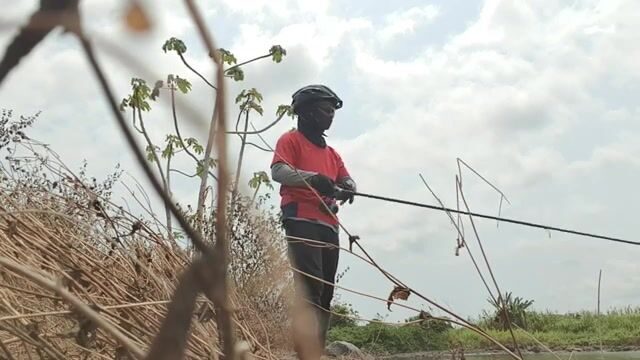 Три каранкса на скалах у Баты, пока прилив не поднялся